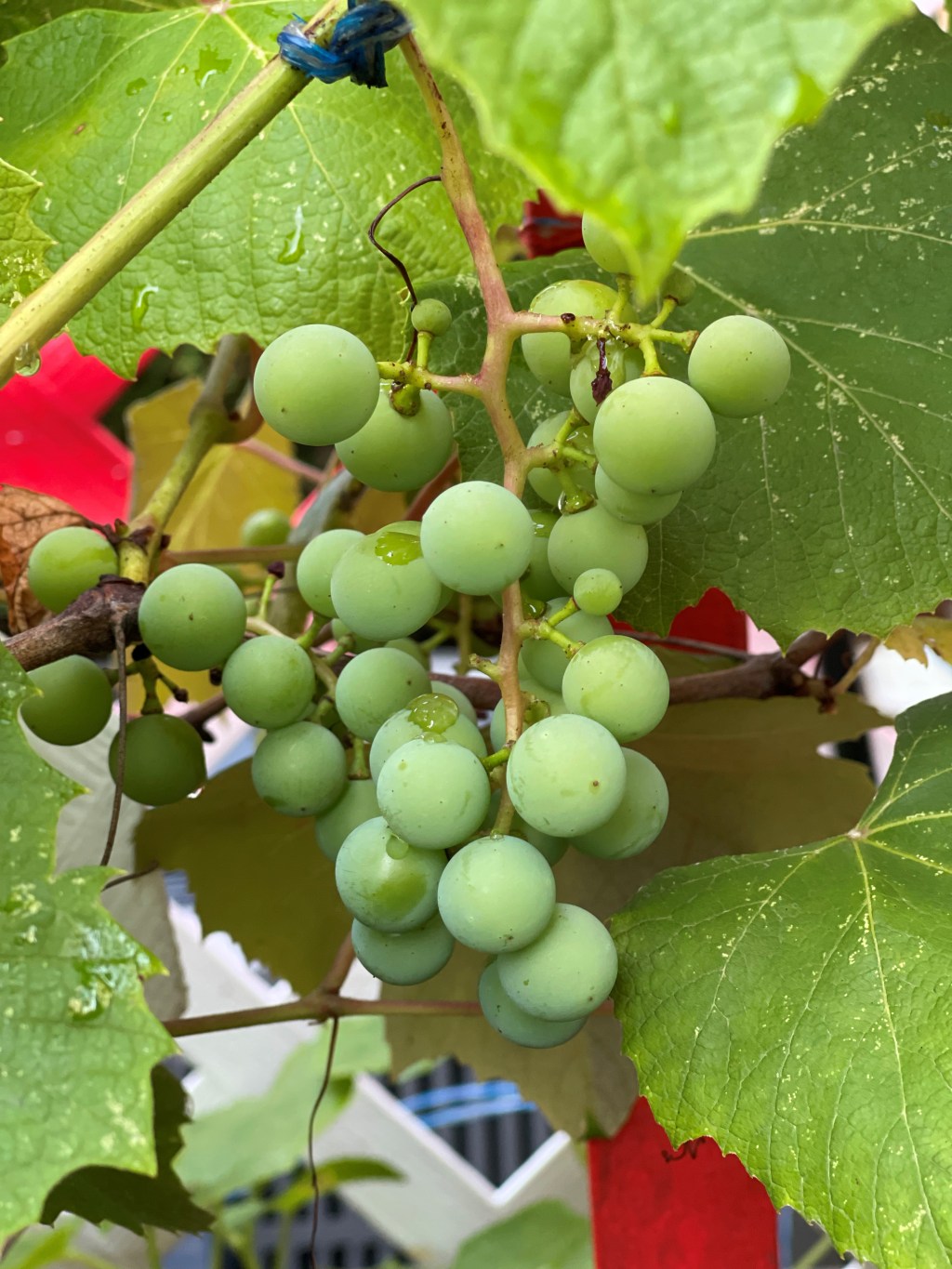 Summer Koolingz/Grape Juice